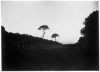 Photo de Vignes